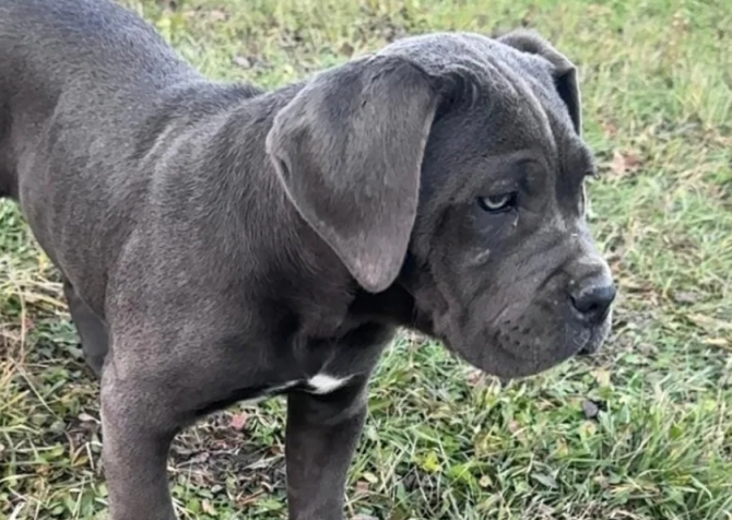 Blue cane corso yavrular